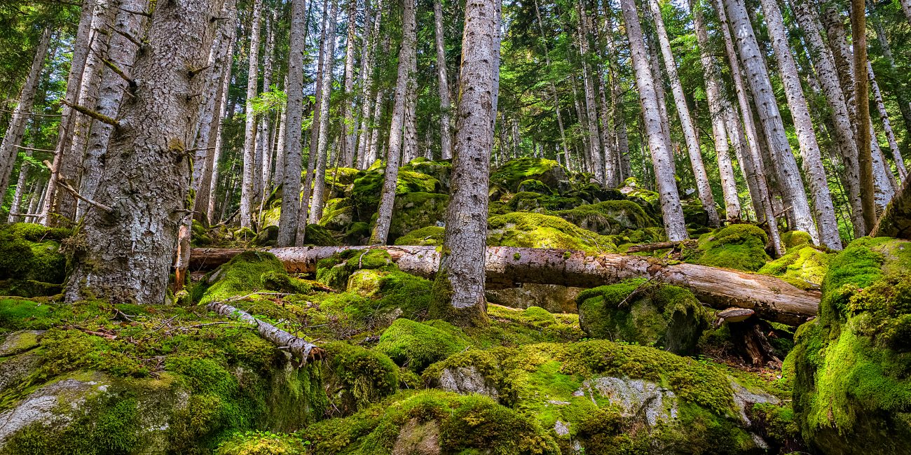 bosc de virós, lleida, cataluña