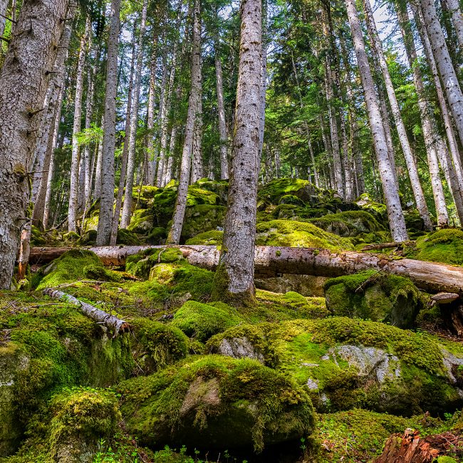 bosc de virós, lleida, cataluña