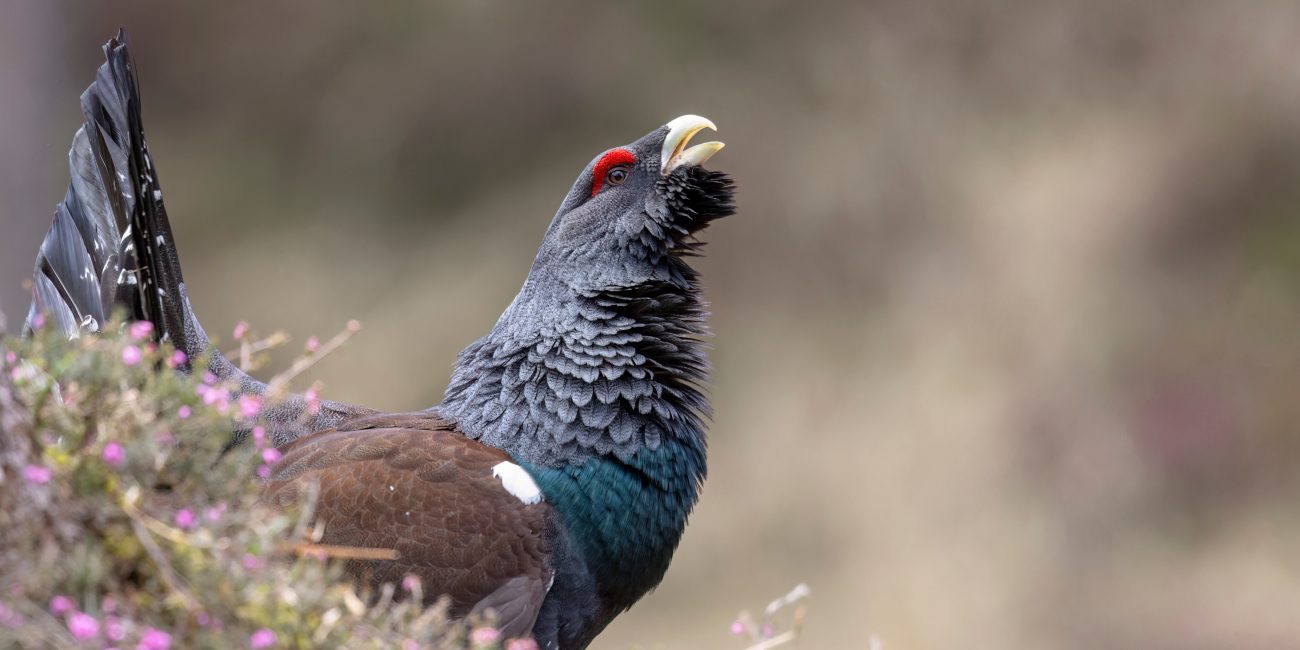 urogallo, una de las aves más emblemáticas y difíciles de ver del Pirineo