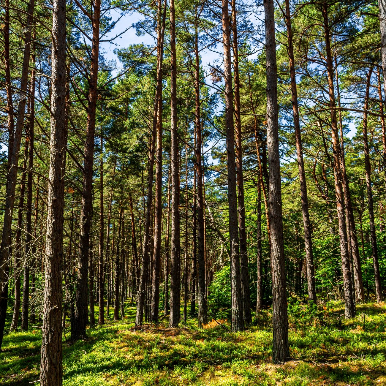 bosc de virós pallars sobirà