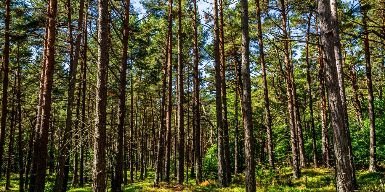 bosc de virós pallars sobirà