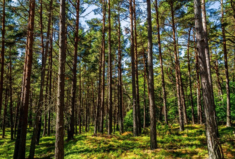 bosc de virós pallars sobirà