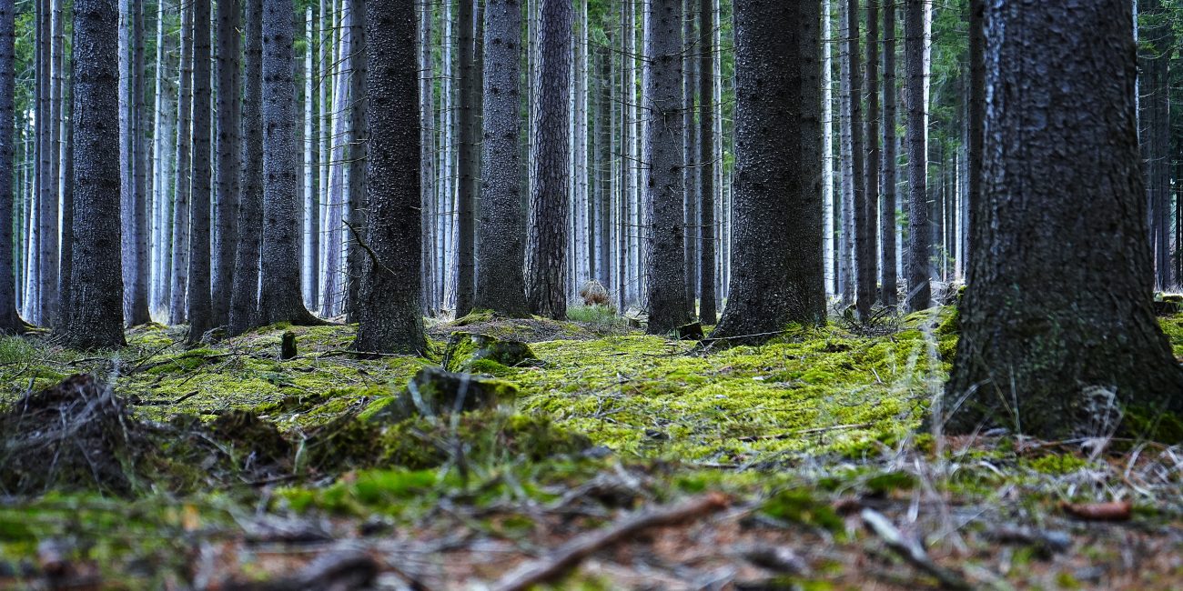 bosc de virós, lleida, cataluña